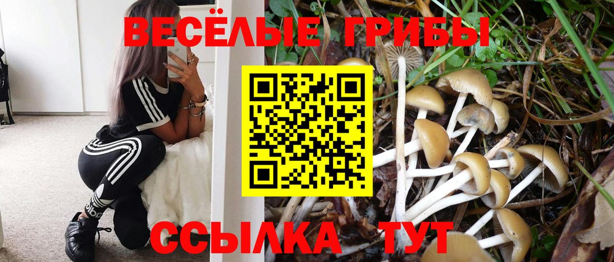 Галлюциногенные грибы Psilocybine cubensis Белгород